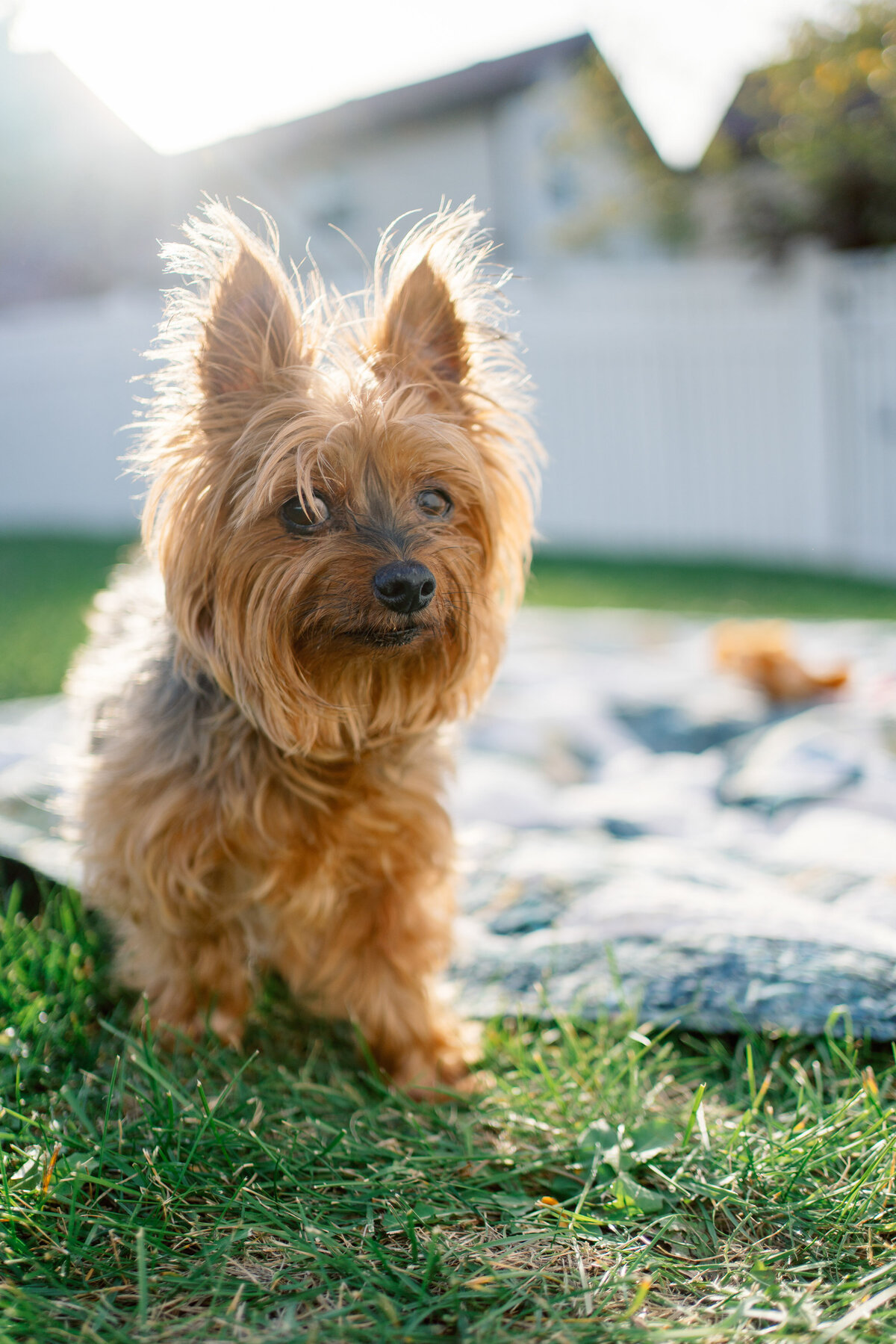 Lauren-Ashley-Studios-Pets-15