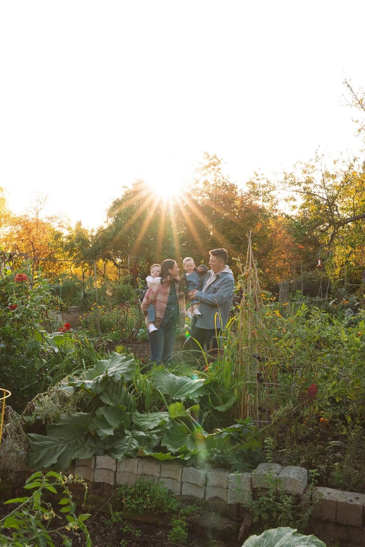 a family of four in pea patch garden at golden hour