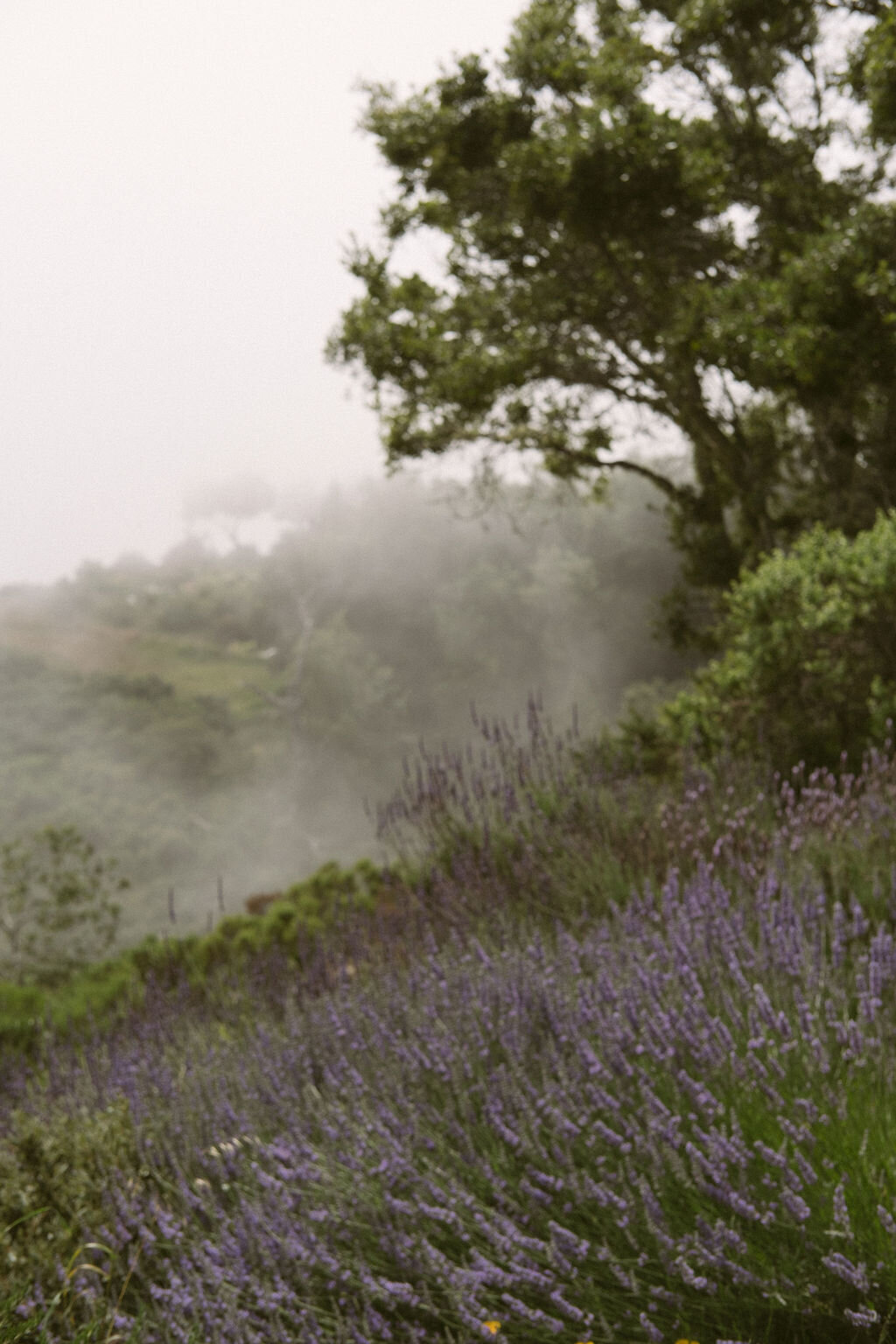 wedding-artists-co-les-loups-photographer9