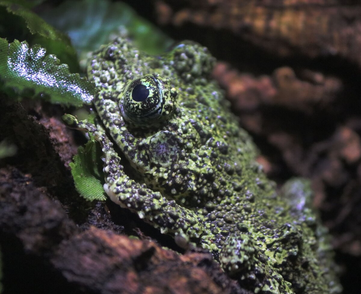 Frog_Edited-a68e3347-2500
