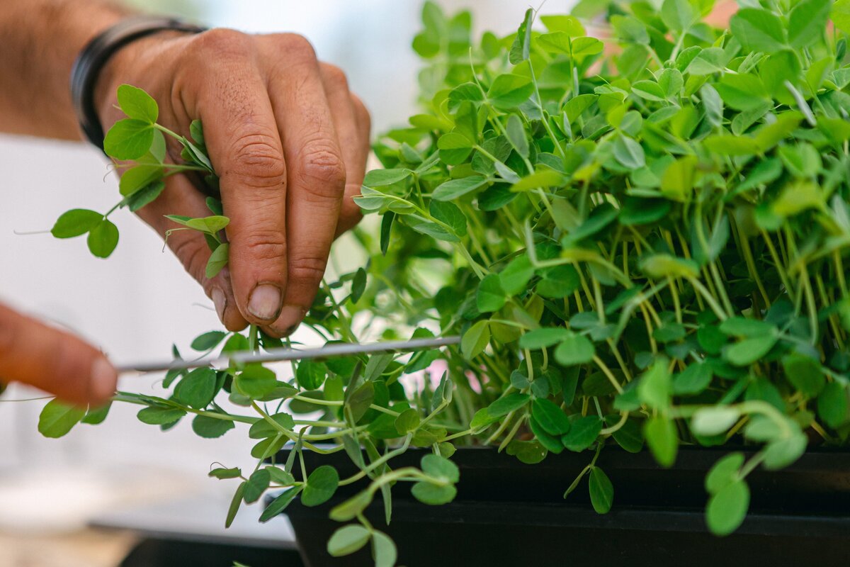 Channel-Islands-Micro-Greens-Local-Farmers-Markets-0053