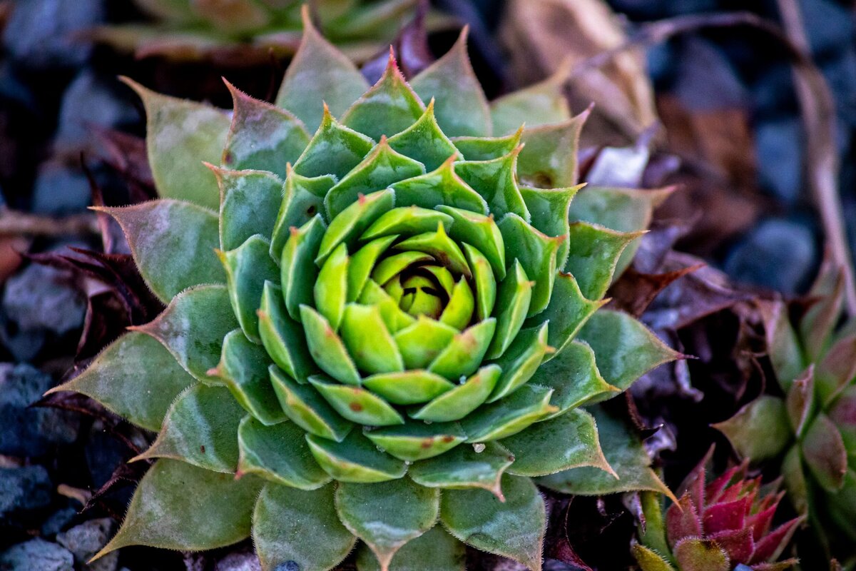 succulent-1269fb37-2500