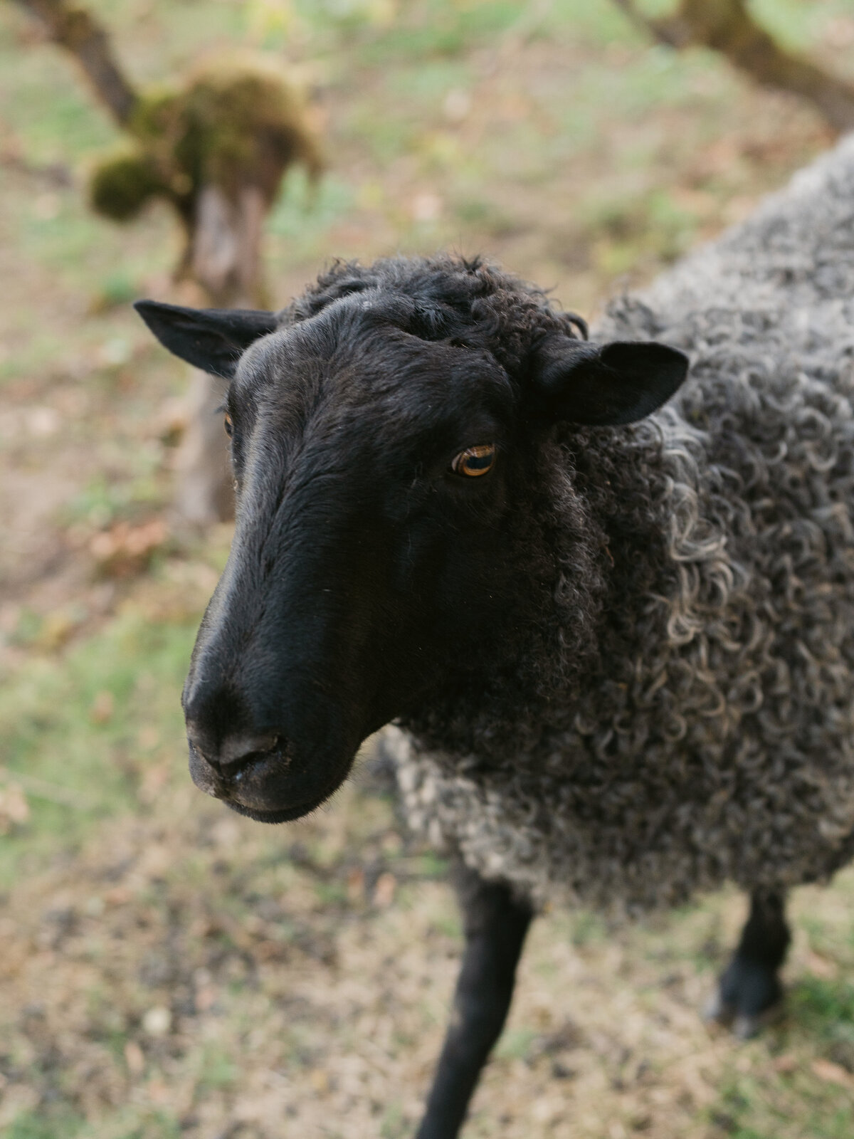 bend-portland-oregon-wedding-photographer-146