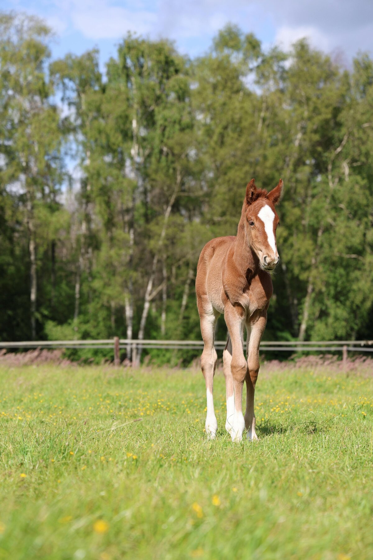 pexels-britt-egbers-2152519104-32240111