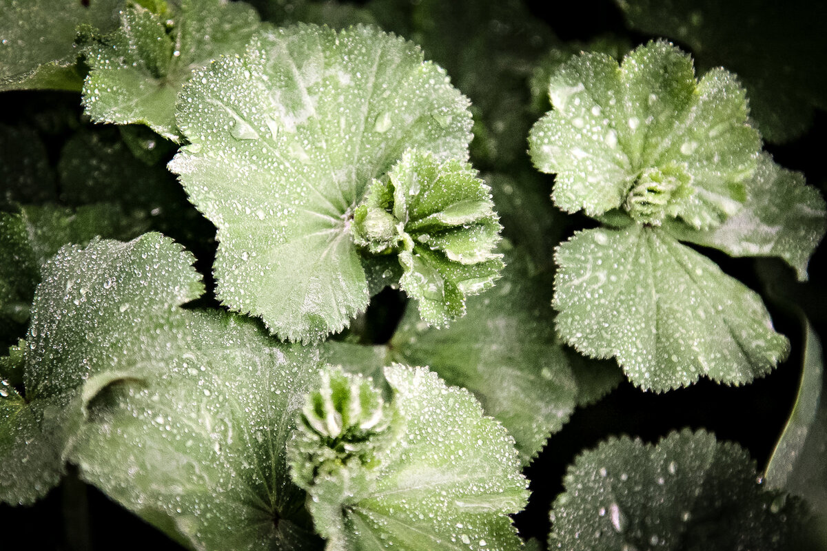 Lady_s Mantle in Dew Drops