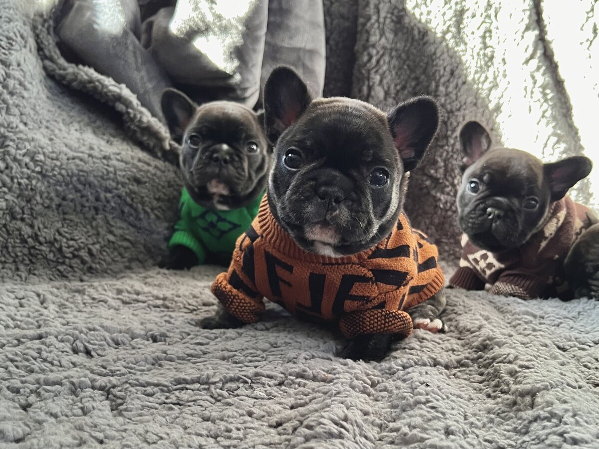 Healthy French Bulldog showcasing breed standard from LMN Bulldogs