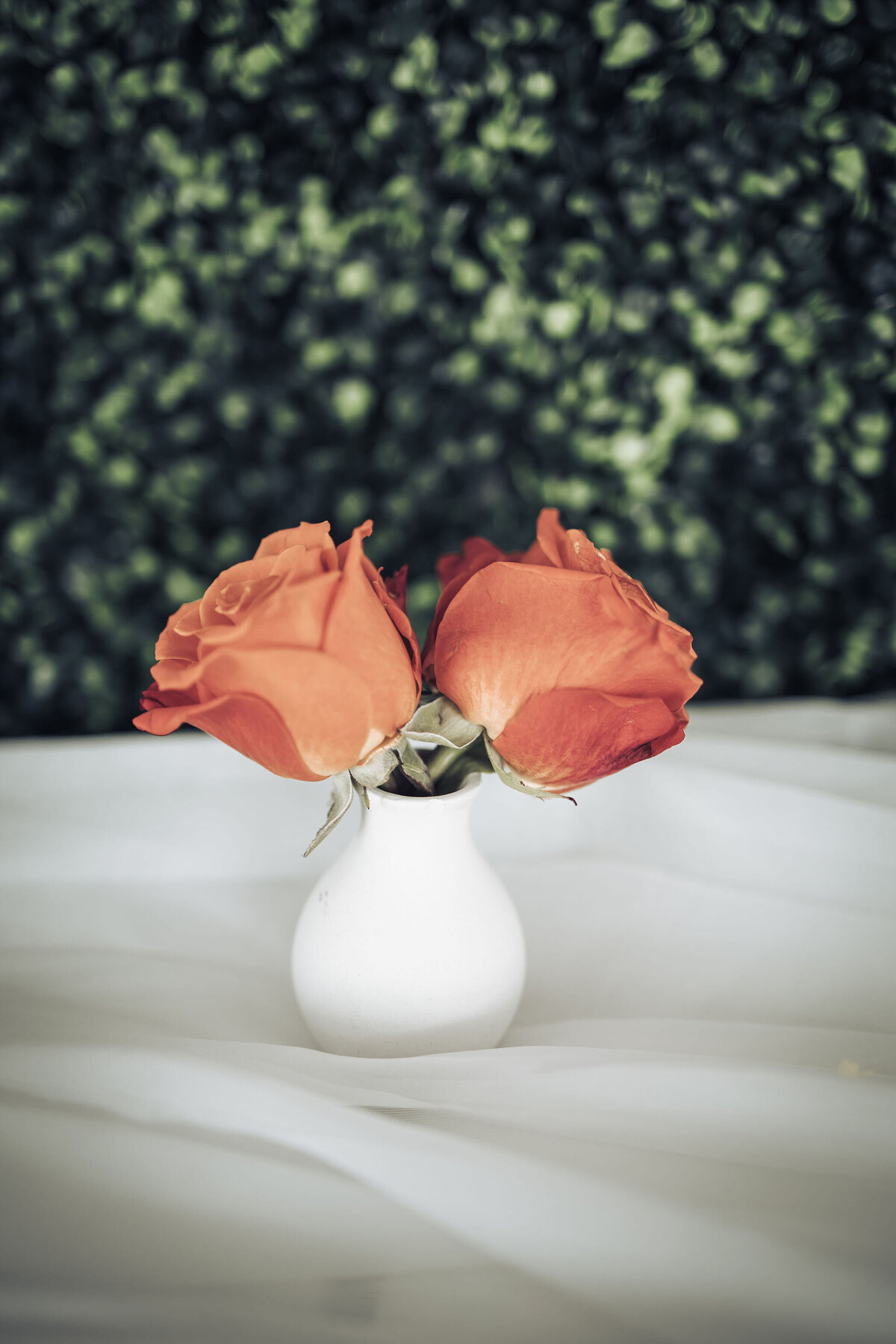 orange roses in a white vase