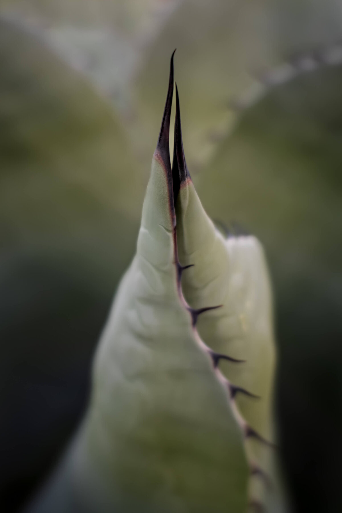 Arizona-Plant-Agave-Desert-Botanical--Chrissy-Donadi-Landscape-Photography
