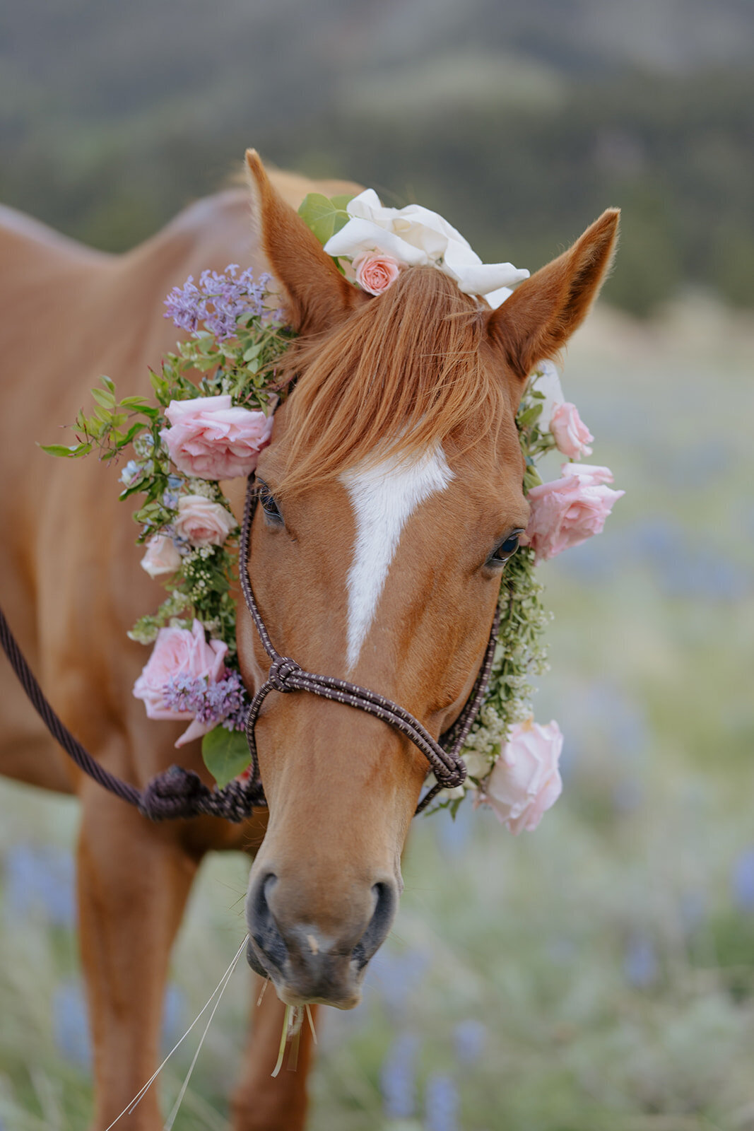 Carly-Patrick-Sheridan-Wyoming-Elopement-317