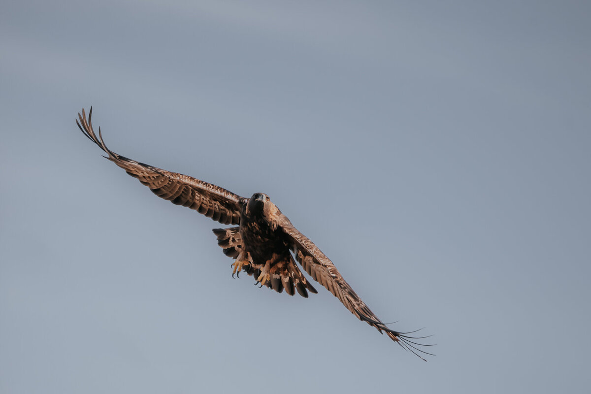 EDP Wildlife-231112-006