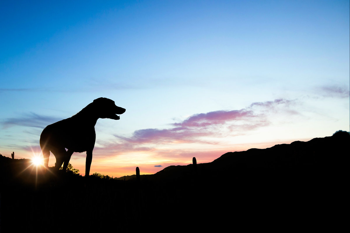 Phoenix AZ Pet Photography_12