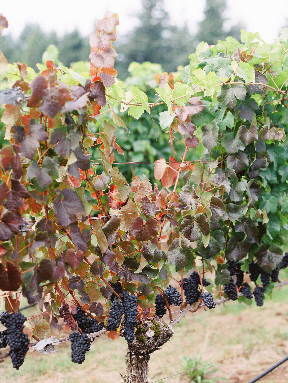 Oregon Winery in autumn