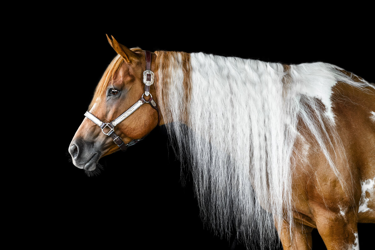 Paint Horse Reining Mare with beautiful mane in Alabama