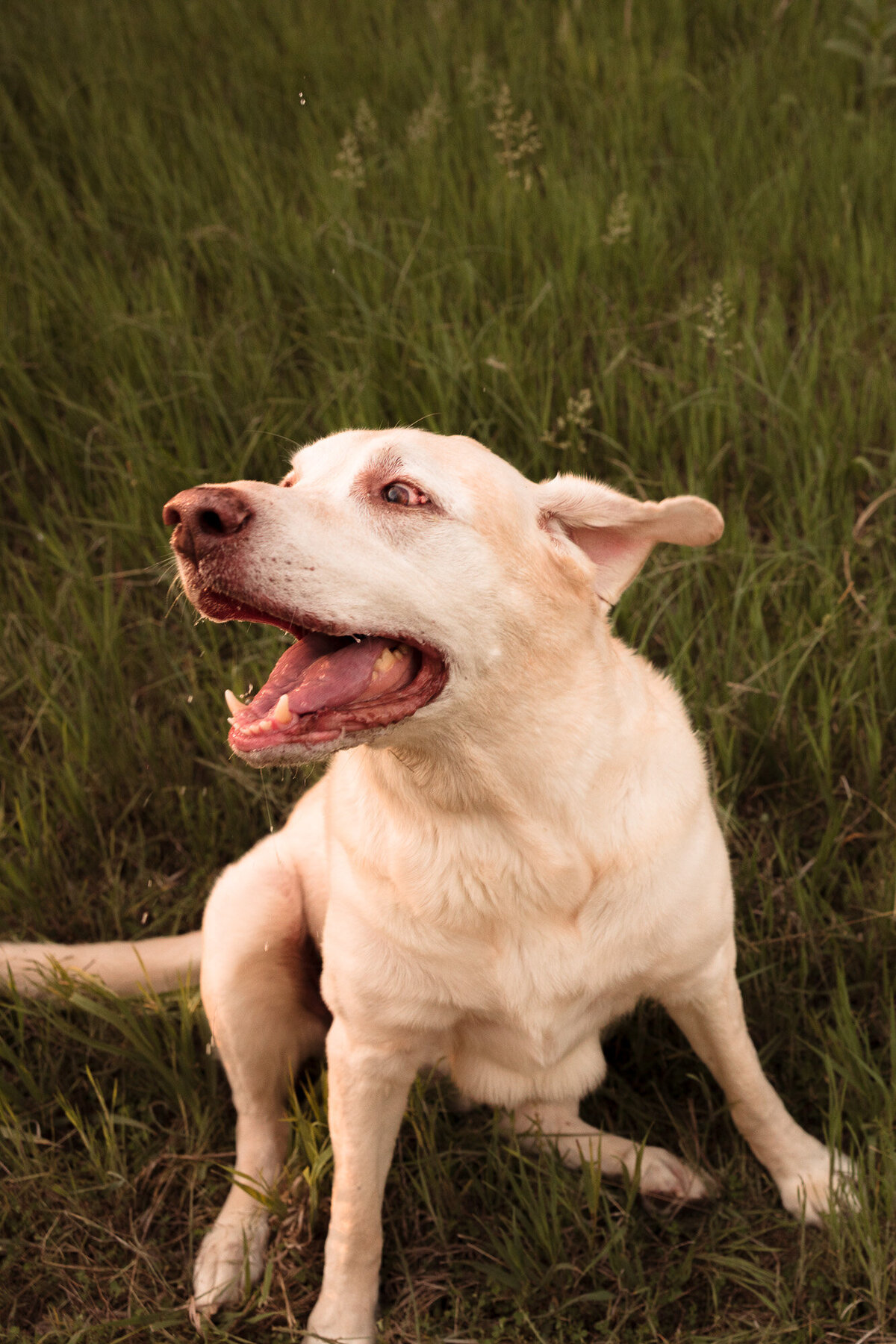 Kansas-City-Pet-Photographer100