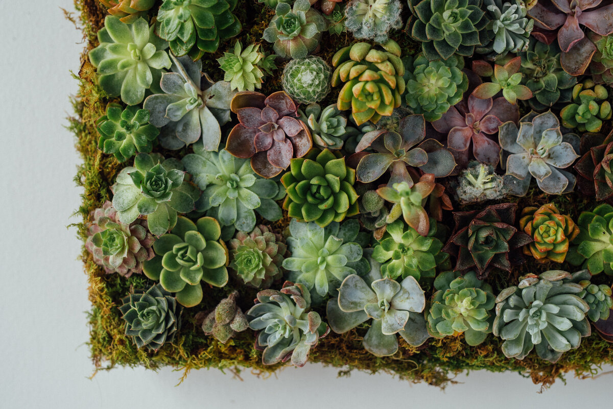 Succulent Wall-1