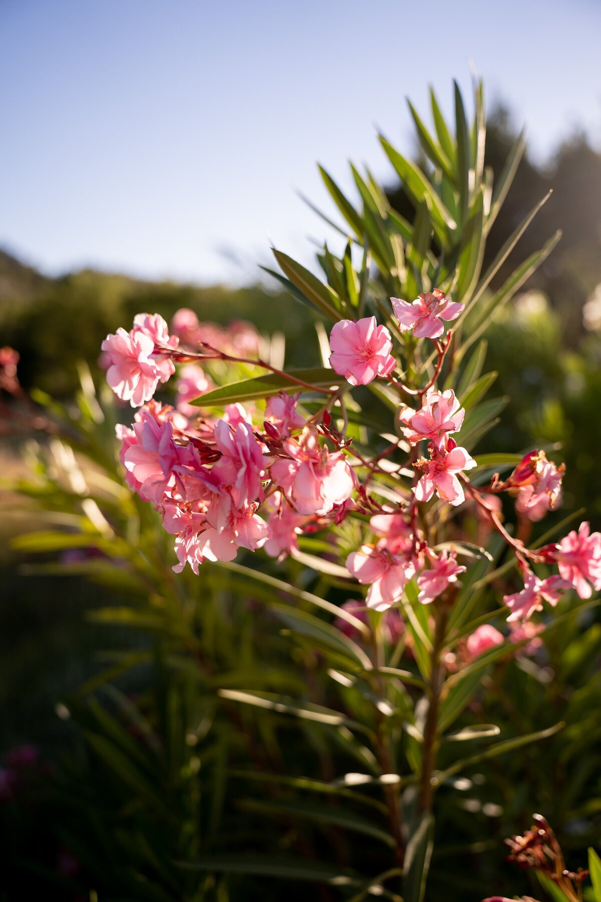 Mouries wedding provence photographer