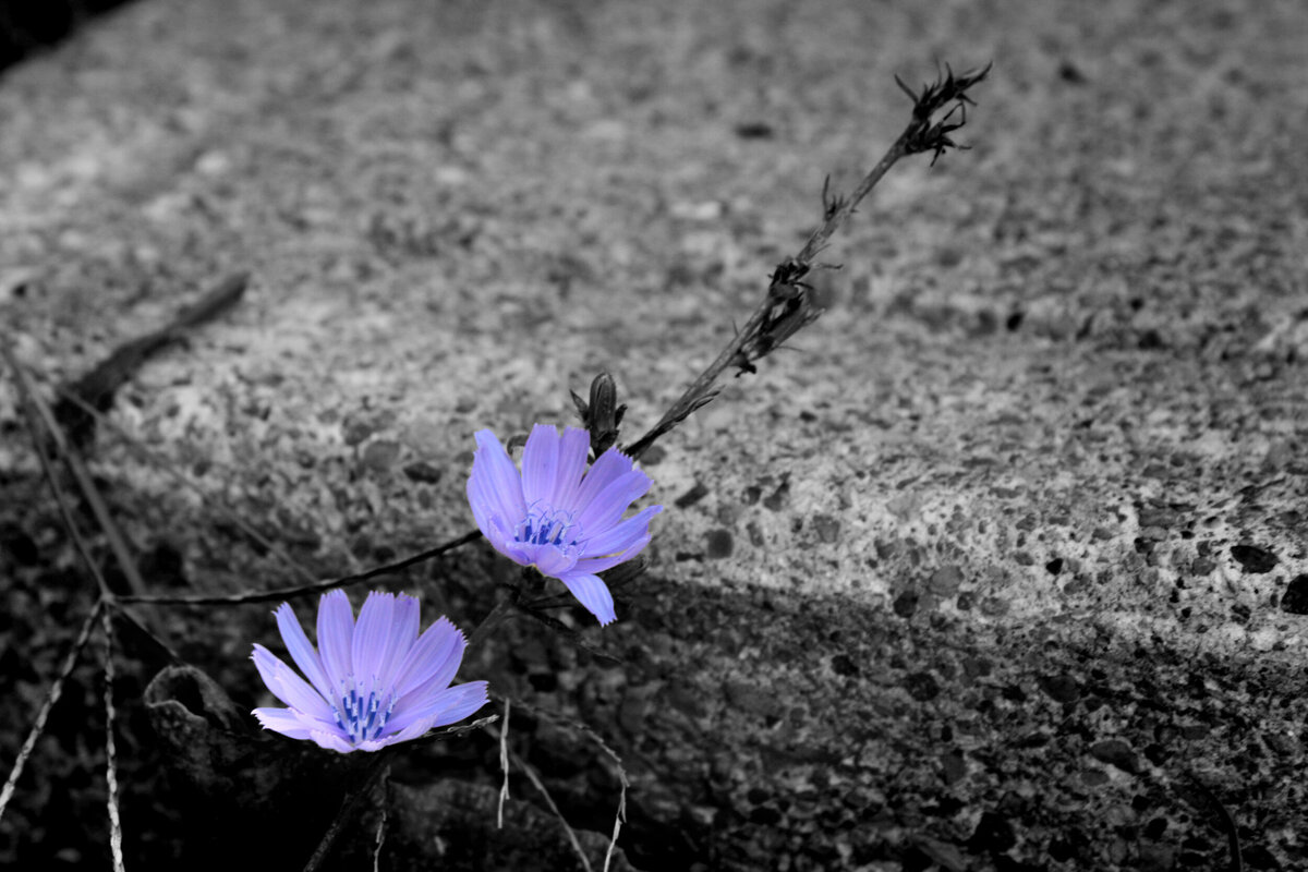 CCC_Violet
