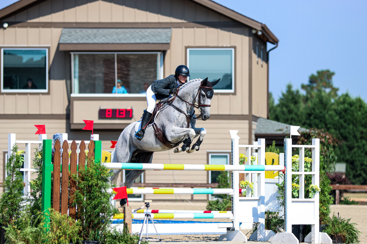 A grey horse jumping a large blue and yellow oxer during an event at the Carolina Horse Park in Raeford, North Carolina.