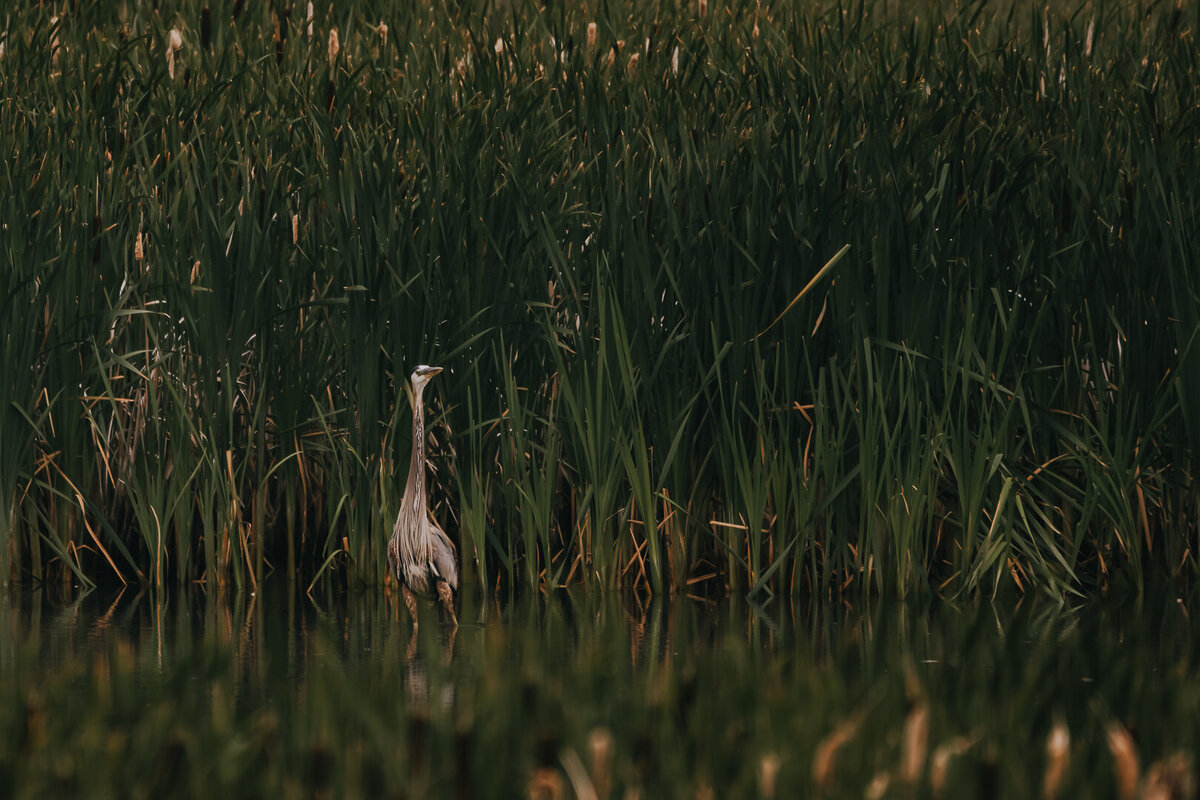 EDP Wildlife-230713-014