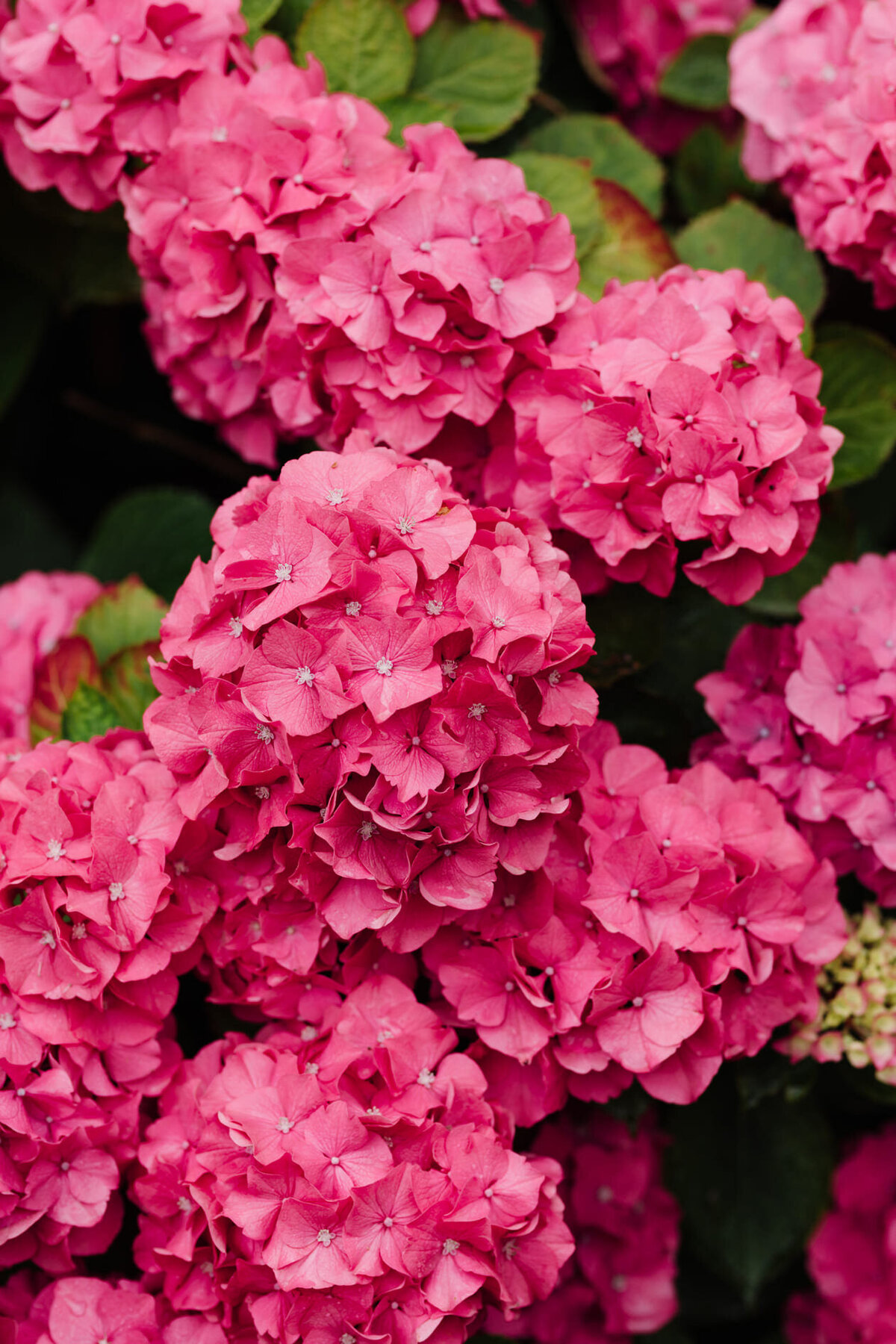 photographe-mariage-beaujolais-detail42