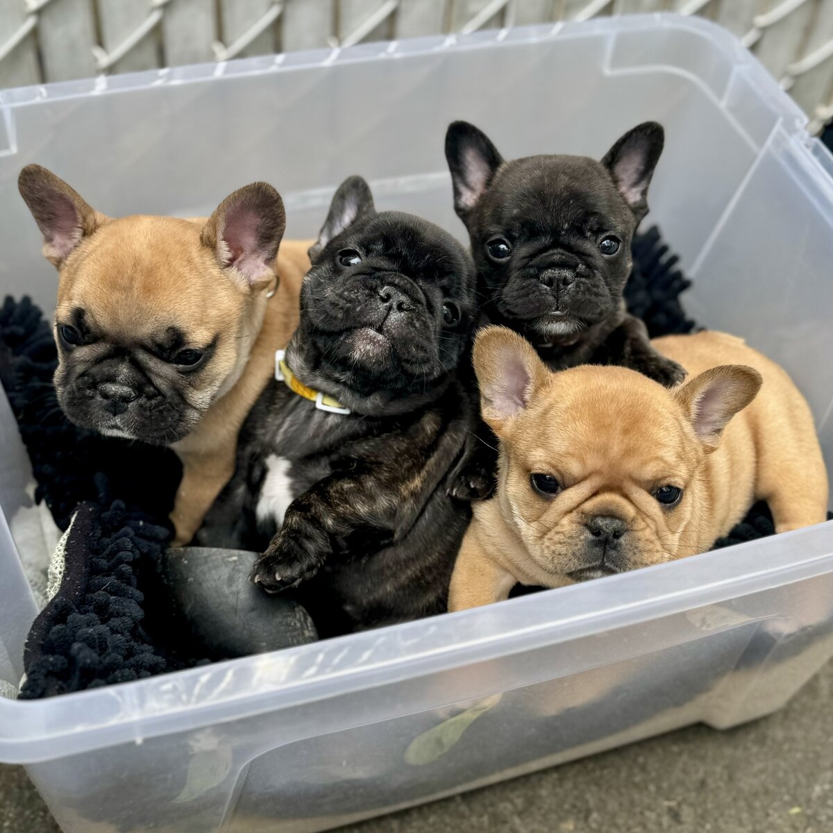 french bulldog puppy litter