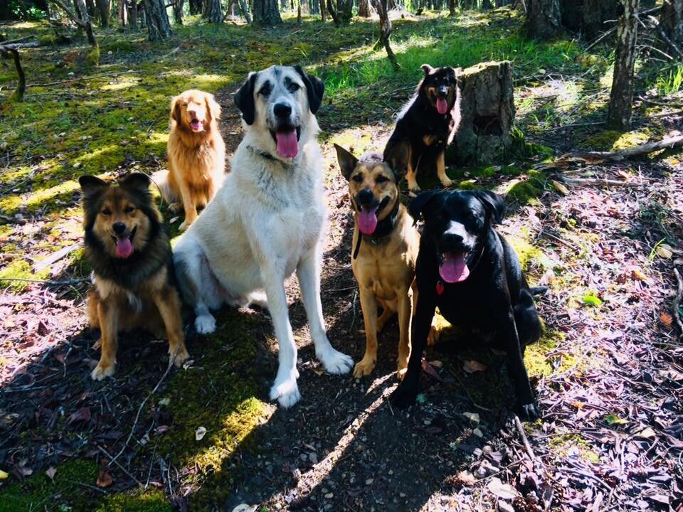 61931097_2303121179951966_3576344388919361536_n