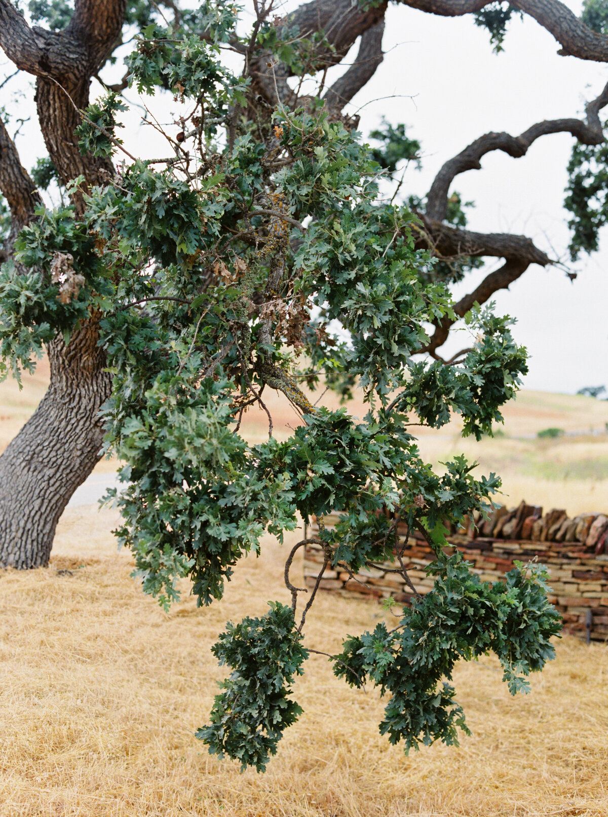 Santa_Ynez_Private_Estate_Wedding_008