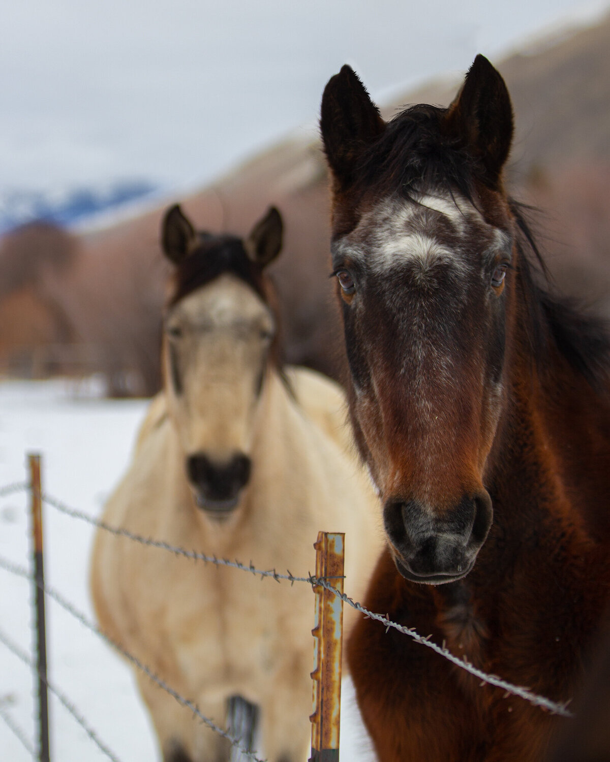 MThorses1_social