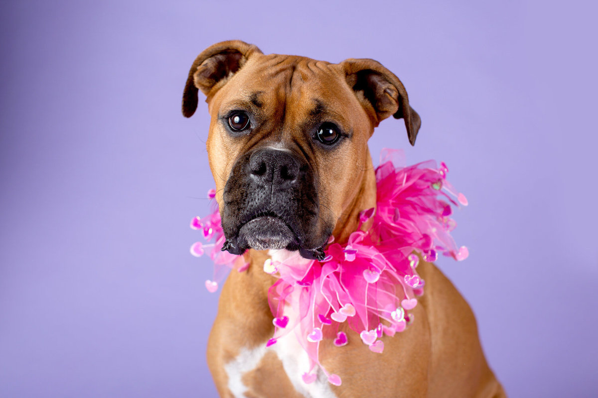 pet-photos-myrtle-beach-1500_012