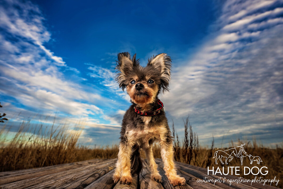 Small dog with hairy ears standing proudly beneath clouds that appear as angel wings.