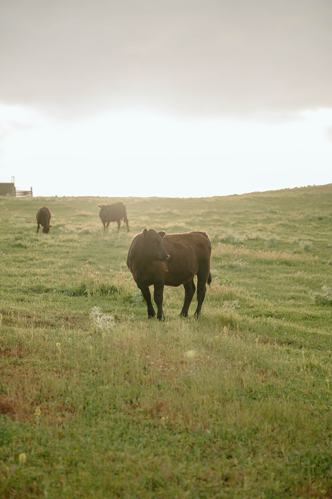 sunset-cow-field-sonoma-ranch