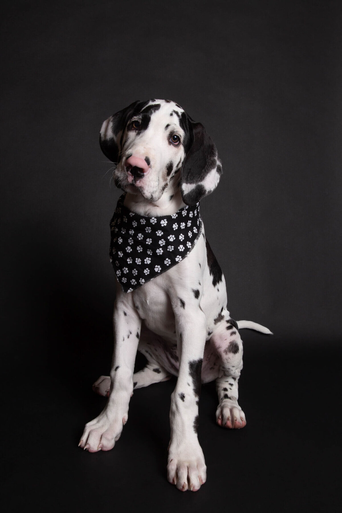 Black and white merle Great Dane puppy on black backdrop