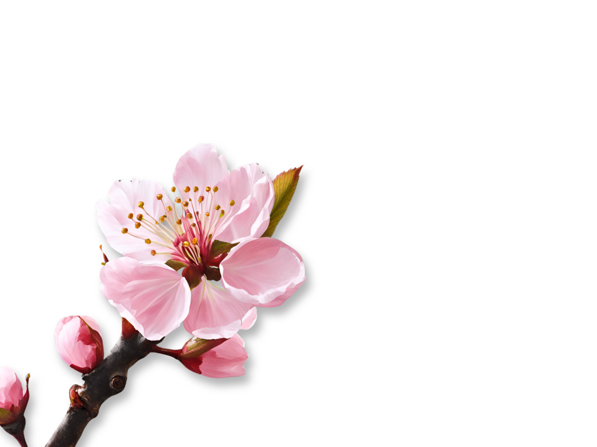 Cherry Blossom Branch