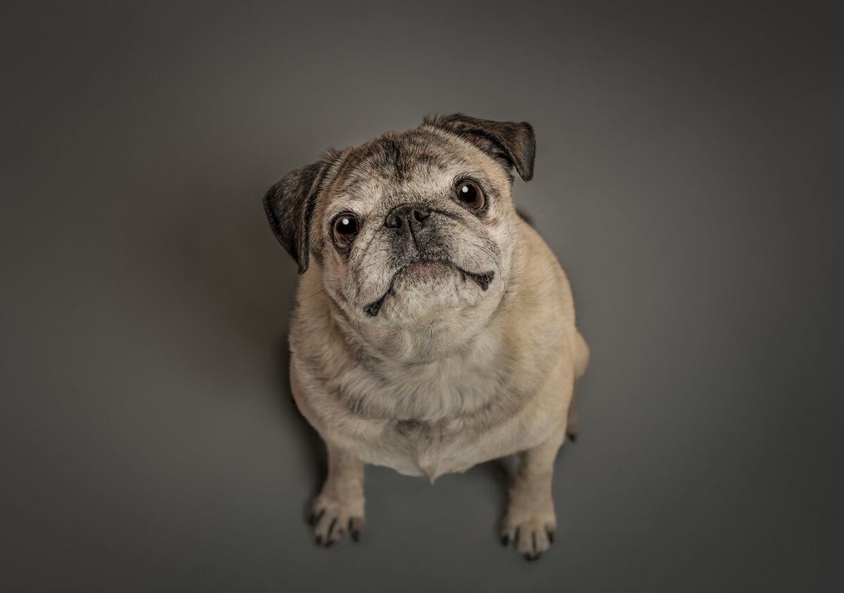 pug-1