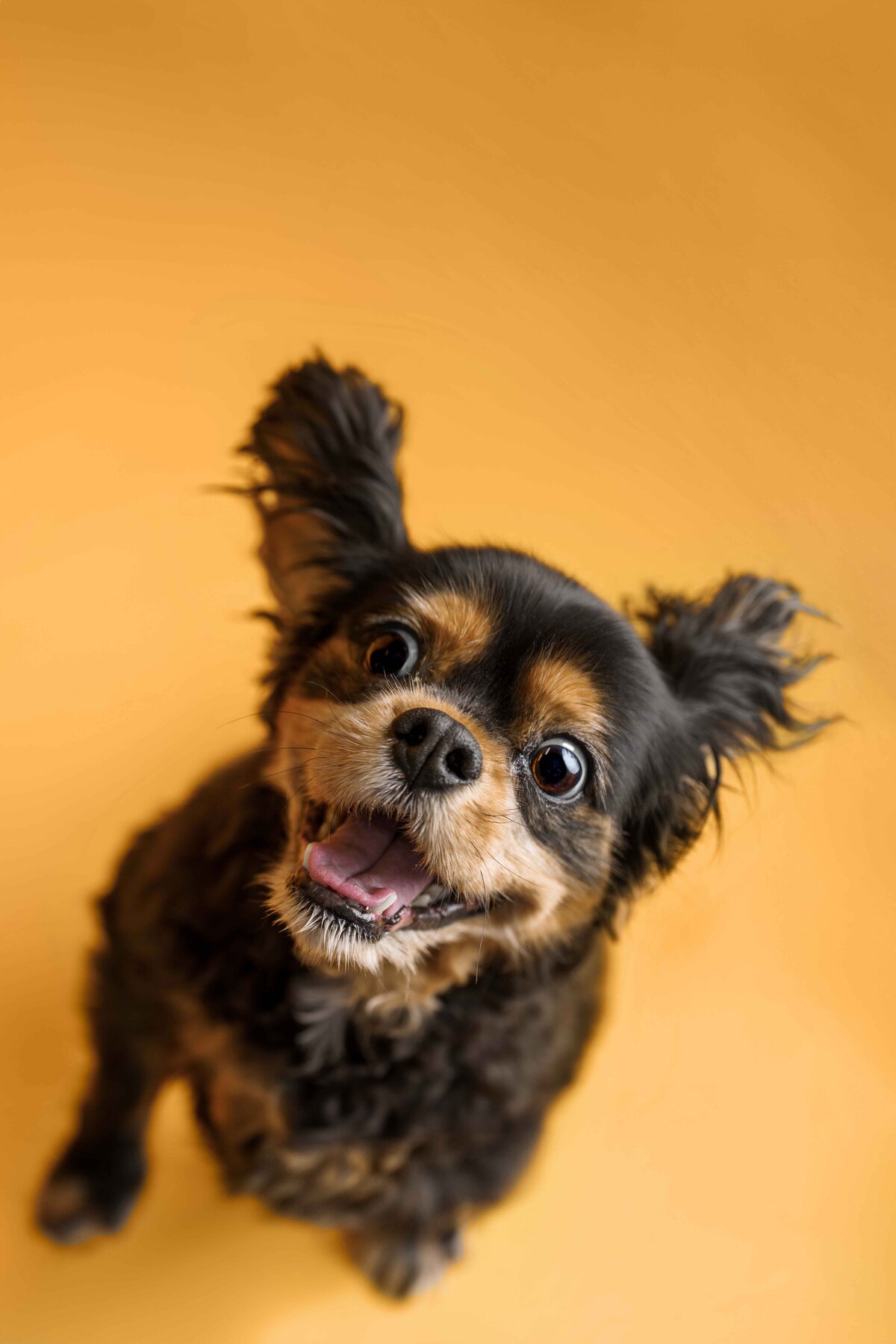 Tacoma Pet Photographer Dog King Charles Cavalier Watching a Treat Funny Dog in Studio Color Pop Lana Stewart Studios