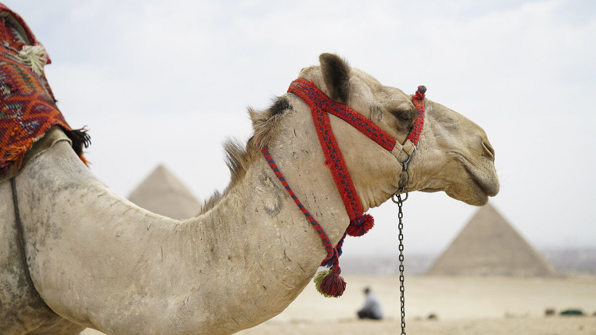 Egypt Photography _ Giza Pyramids _ BY Stephanie Vermillion