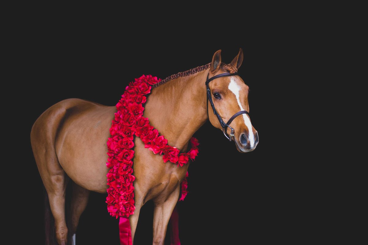 horse-black-background-photography-4809