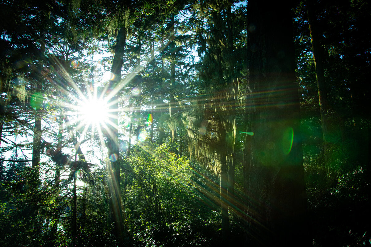 green-forest-trees-sunburst