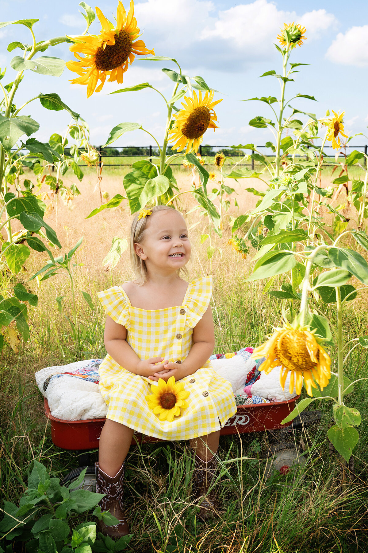 Sunflower-33