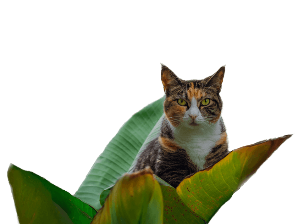 cat sitting in tropical palm leaves