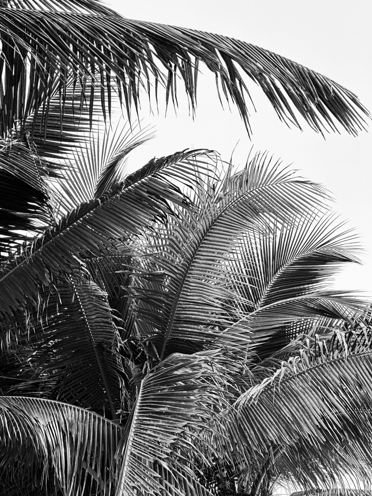 Black and White Palm Tree by AMALYN @amalynstyle and @amalynsocial 