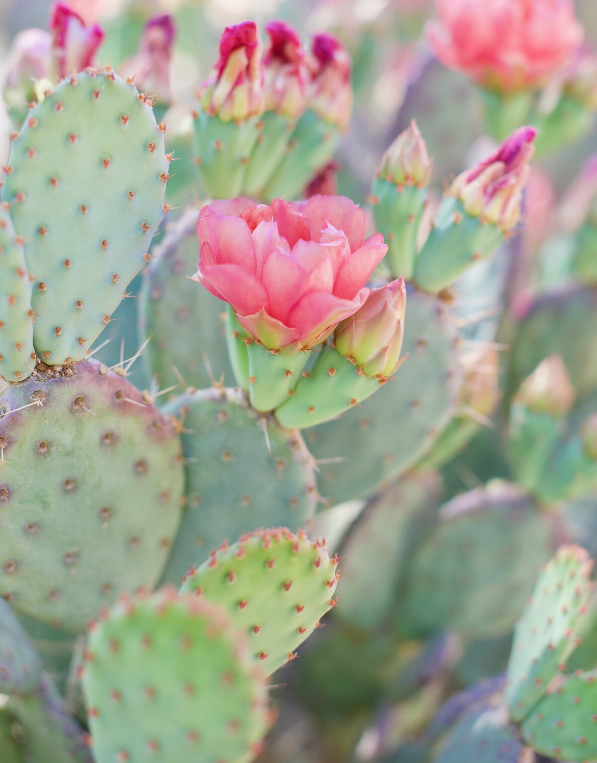 pink flower with a cactus