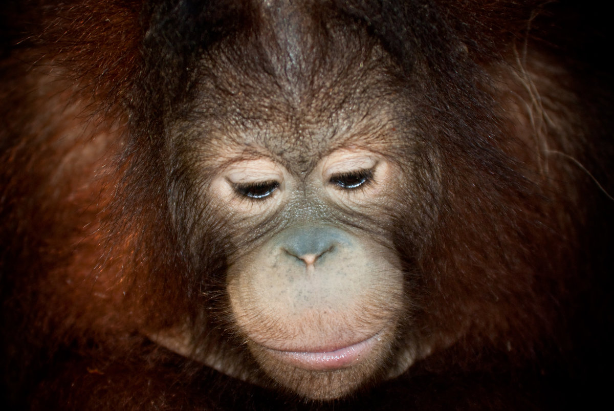 Orangutan 2 - Borneo _DSC0101-1-5