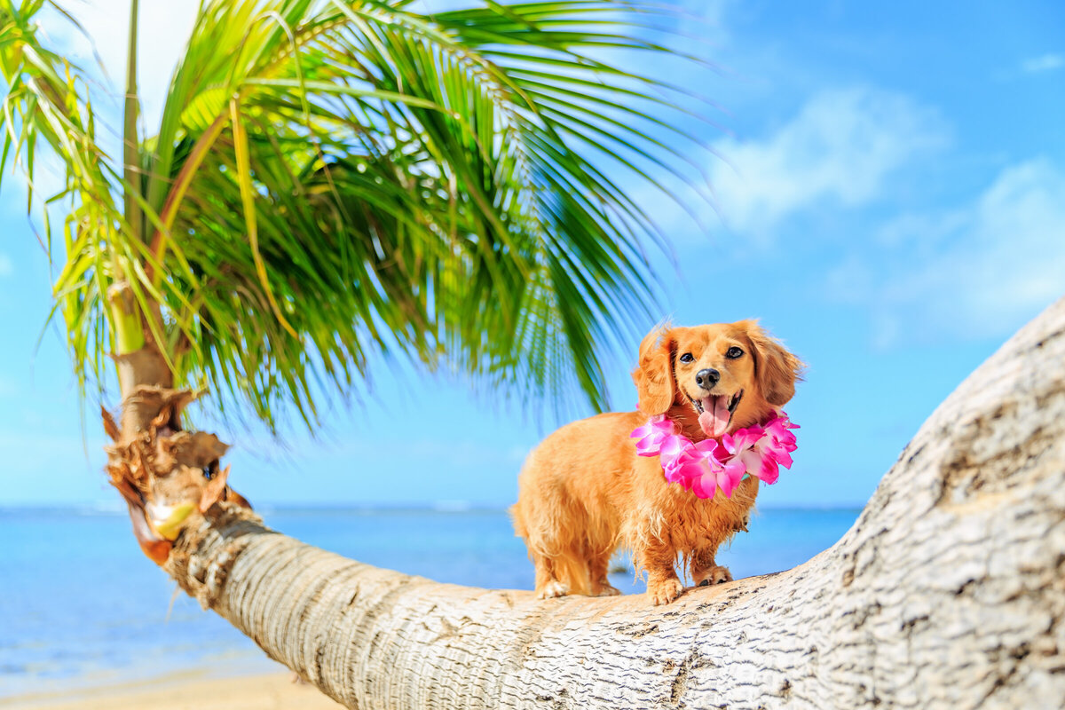Hawaii Senior Dog Photography-22