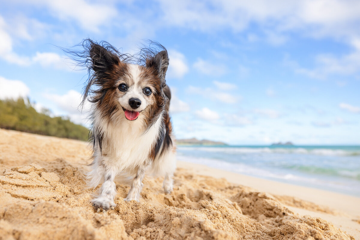 Hawaii Senior Dog Photography-32