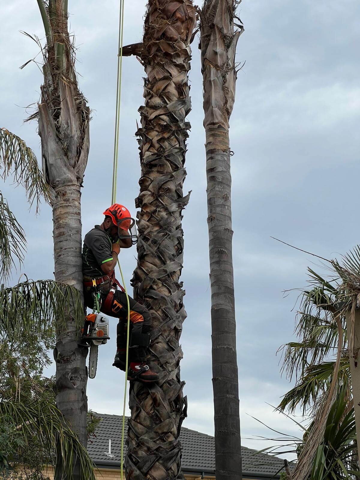 Tree Pruning-Evergreen Tree Services SA