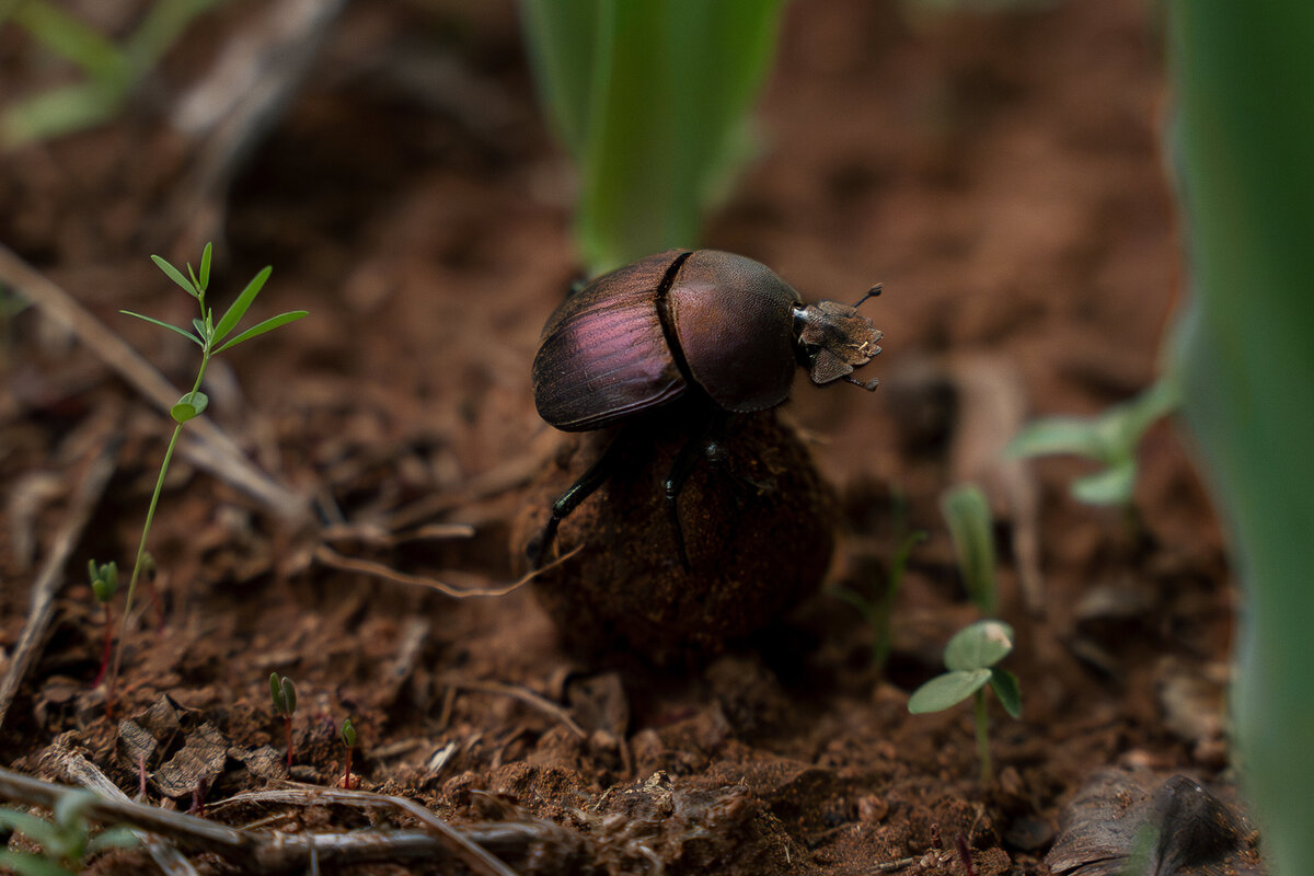 Honest Work_Sashwa_052