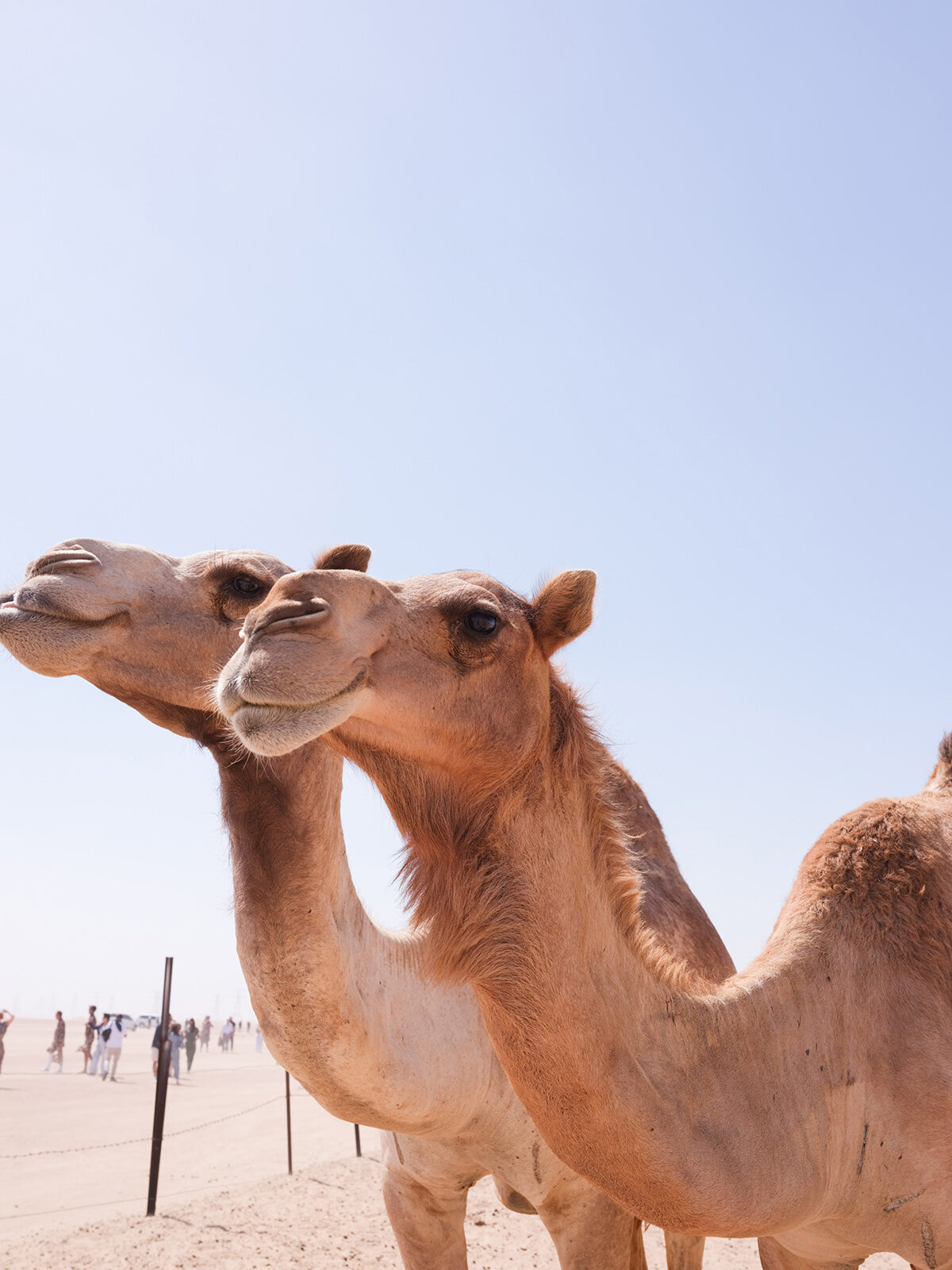 Michelle Norwood Living - Luxury Travel Inspiration - Dubai - elisabricker-5278