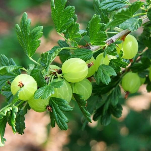 Gooseberry_Hinnonmaki-Green