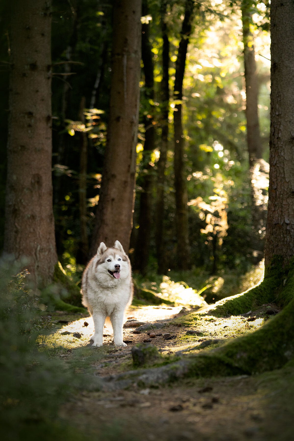 Hondenportret-Limburg-17